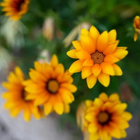 Quinta Do Sol Séjour chez l'habitant