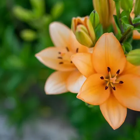 Habitación en casa particular Quinta Do Sol Alijó