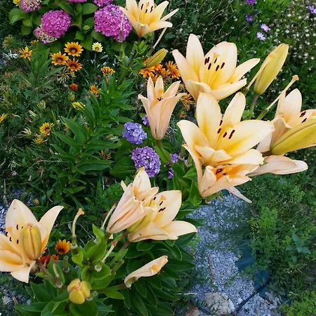 Quinta Do Sol Homestay Alijo