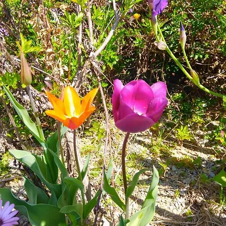 Quinta Do Sol * Alijó