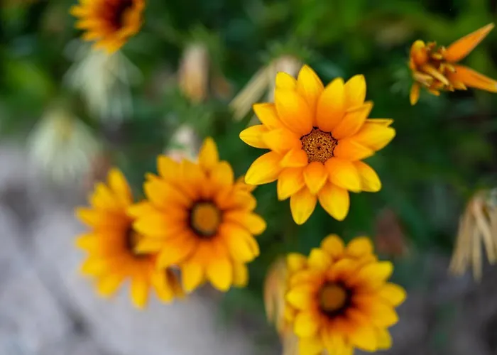 Quinta Do Sol Homestay szállás