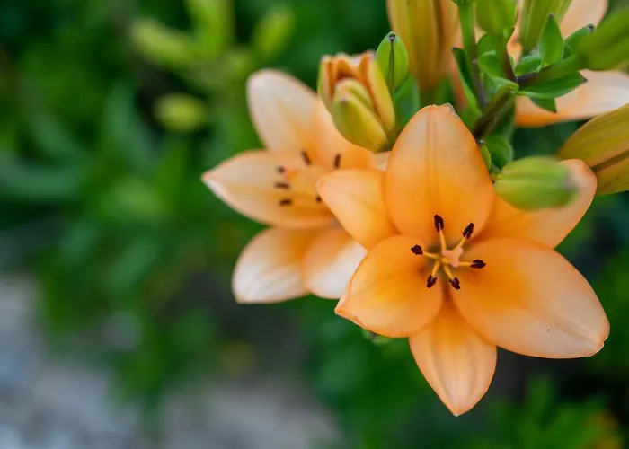 Homestay Quinta Do Sol Alijo