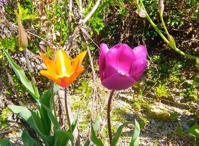 Quinta Do Sol * Alijo