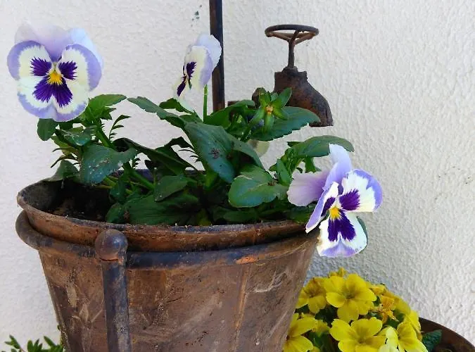 Quinta Do Sol Homestay *